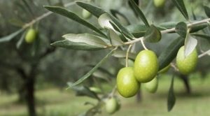 olive-1
